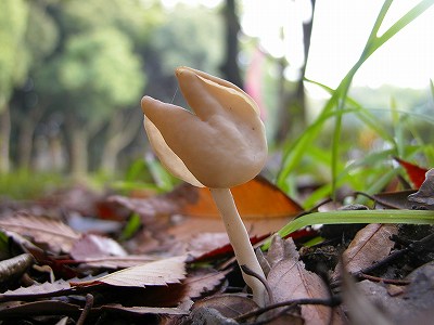 アシボソノボリリュウタケ