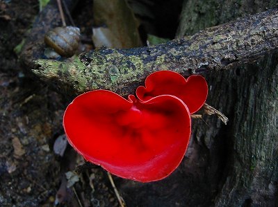 ベニチャワンタケ