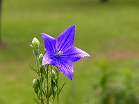 asuka-kikyou
